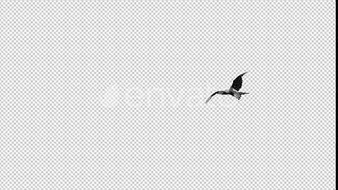 Caracara Hawk - 4K Flying Transition - 02 | Motion Graphics - Envato elements