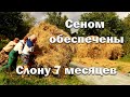 Одной заботой меньше! // Привезли сено. // Телке 7 месяцев.