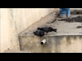The silent love of pigeons