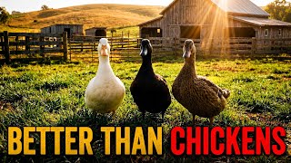 11 Highly Profitable Ducks That Pay For Their Own Feed | Profit per Acre