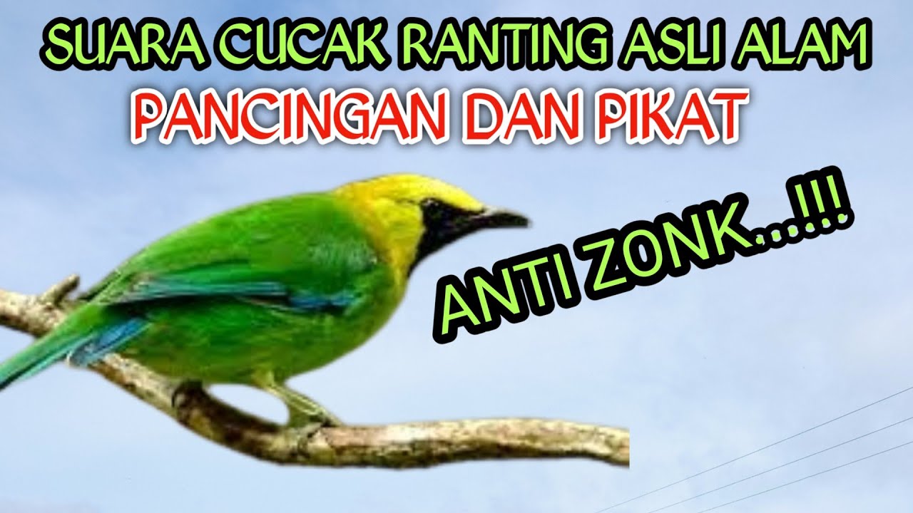 SUARA ASLI CUCAK RANTING PIKAT DAN PANCINGAN ANTI ZONK DURASI PANJANG