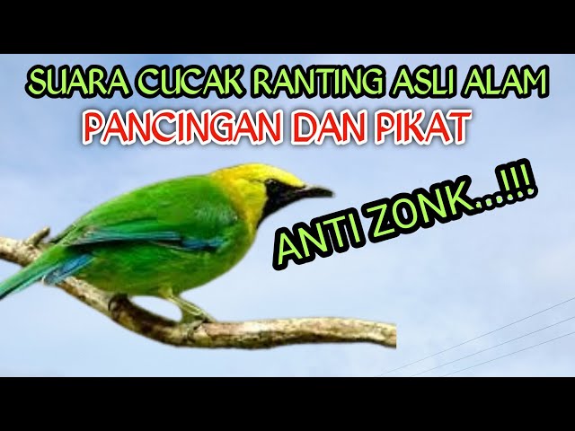 SUARA ASLI CUCAK RANTING PIKAT DAN PANCINGAN ANTI ZONK DURASI PANJANG class=