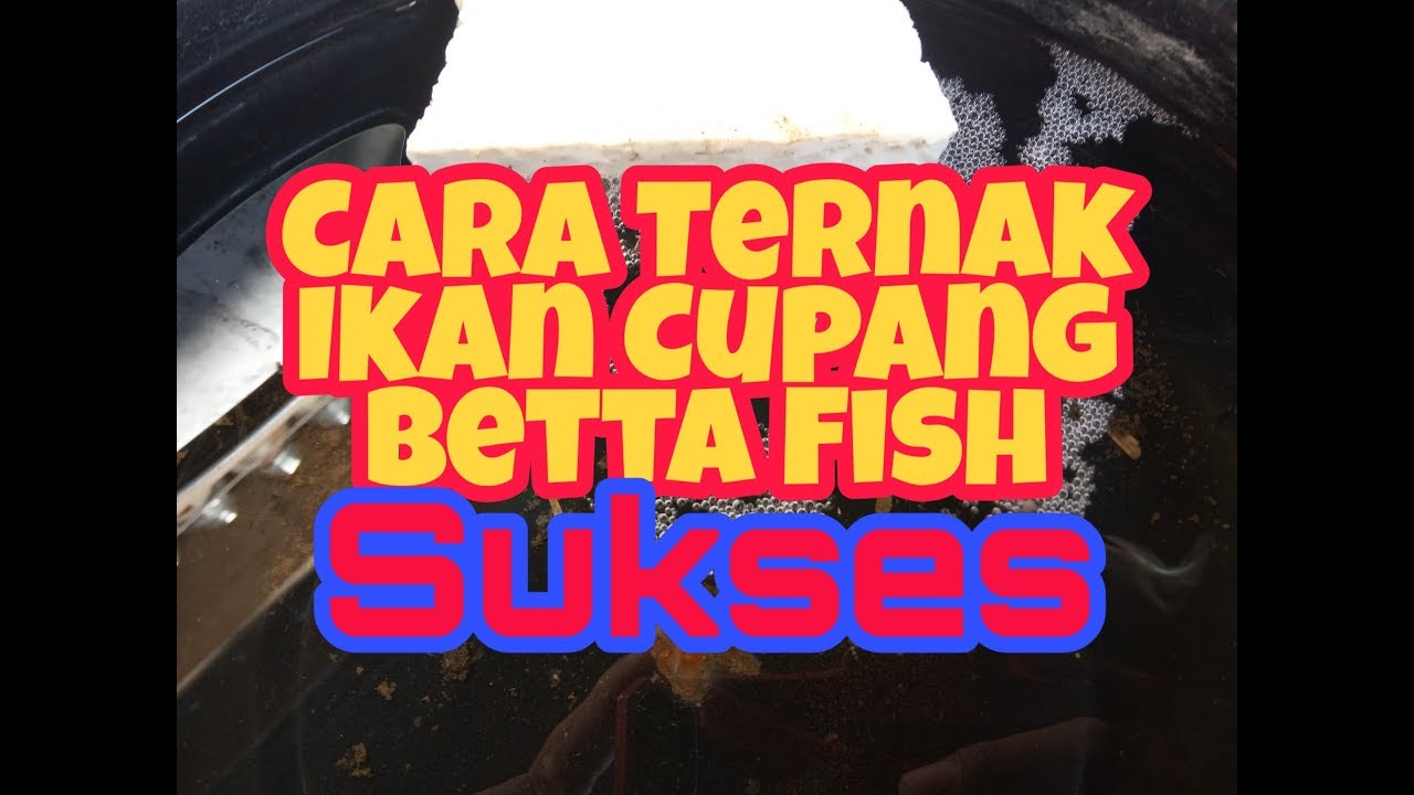 Cara Ternak Ikan Cupang 
