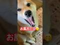 今日は100%お風呂に入れます🤭　#風呂キャンセル界隈 #柴犬 #柴犬のいる暮らし #cute #癒し #かわいい犬 #shibainu #しばいぬ #dog #心亜