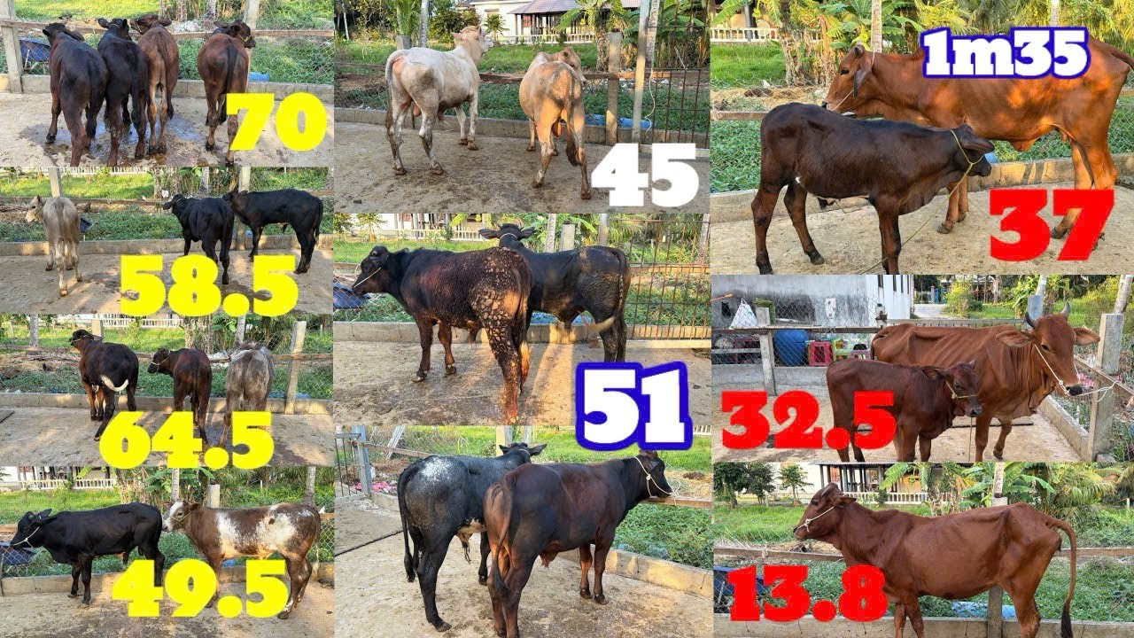 3.3| Mẹ con đực 1m35 -35 tr, cái xác 13tr8. Bốn đực 3b 70 tr. Đực kem và 3b lở.