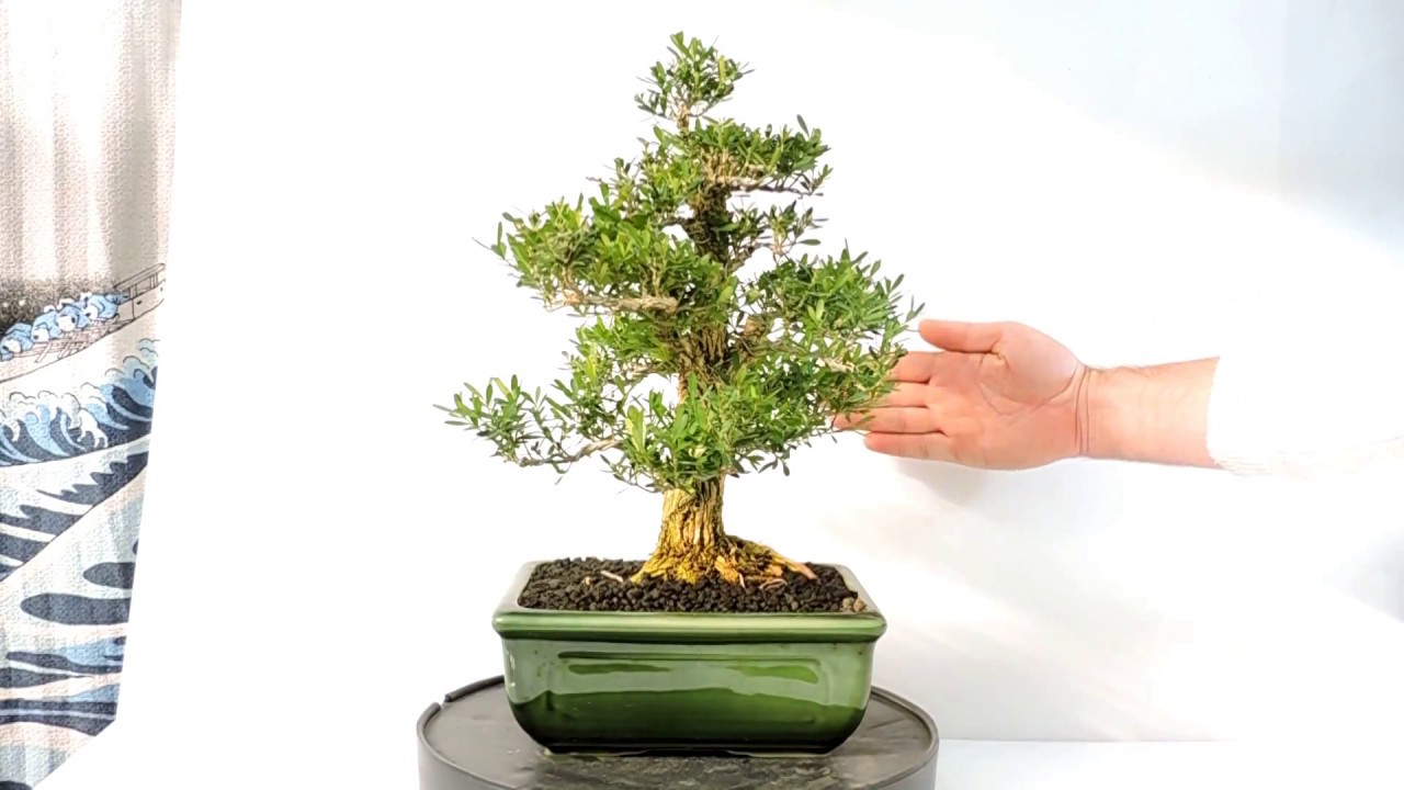 Vídeo 360º Bonsái Buxus harlandii Boj chino ref BXH02