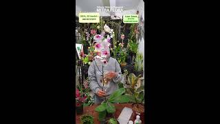 Beli 1 Dulu, Siapatahu Nambah. Ada Promo Juga Lohh AW AW😍