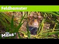 Wie Können Feldhamster überleben Die Maus WDR 