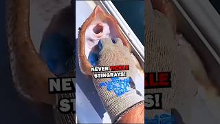 NEVER TICKLE STINGRAYS! #animals #animalstories #pets #animalrescue #cute #natureglobal #stingray