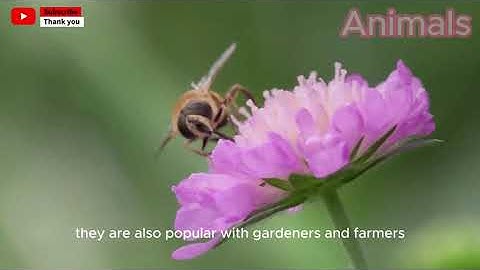 Hover Flies and Animal Mimicry: Understanding Animal Behavior