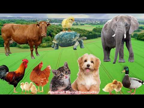 Lovely Animal Moments: Cow, Sheep, Dog, Cat, Chicken, Elephant - Animal Sounds