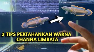3 TIPS TO KEEP CHANNA LIMBATA COLORS STABLE