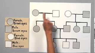 Celebrity Pedigree Charts Profile