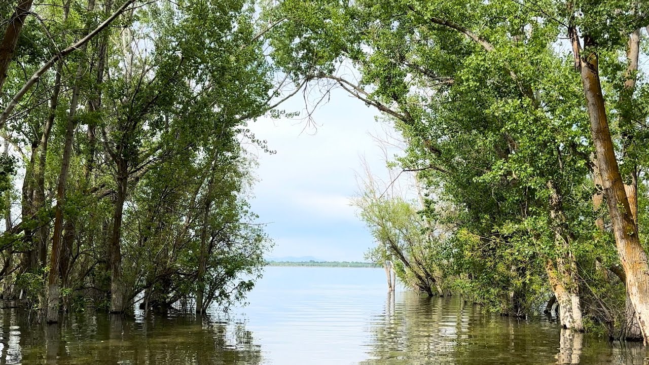 SUP board fly fishing for bass at Lake Lowell