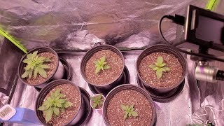 FRIDAY NIGHT GARDENING - DOUBLE FEATURE - Autos & RH Issues in the other tents