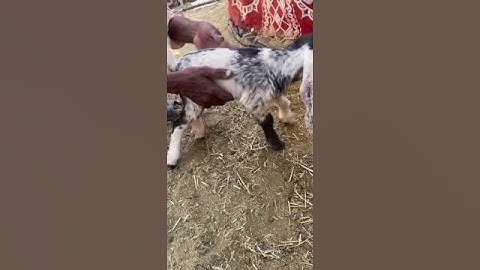 Vitamin E and selenium Deficiency in kids #youtuber  #goatfarming #goatlife