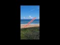 #flagerbeach #Florida #beachlife #floridabeaches