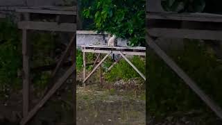 sibos lagi santai