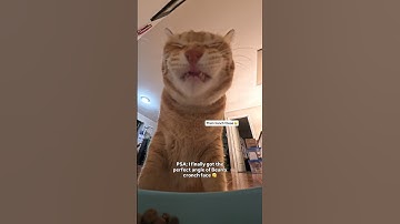 Insta360 Black Friday sale is still on until dec 7th! BEANTOFU for up to 15% off + a free gift 😽