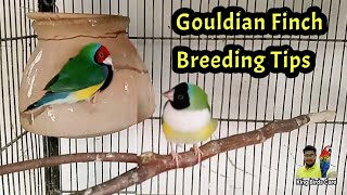 Gouldian finch breeding tips | Lady Gouldian finches gender identity | Rainbow finch