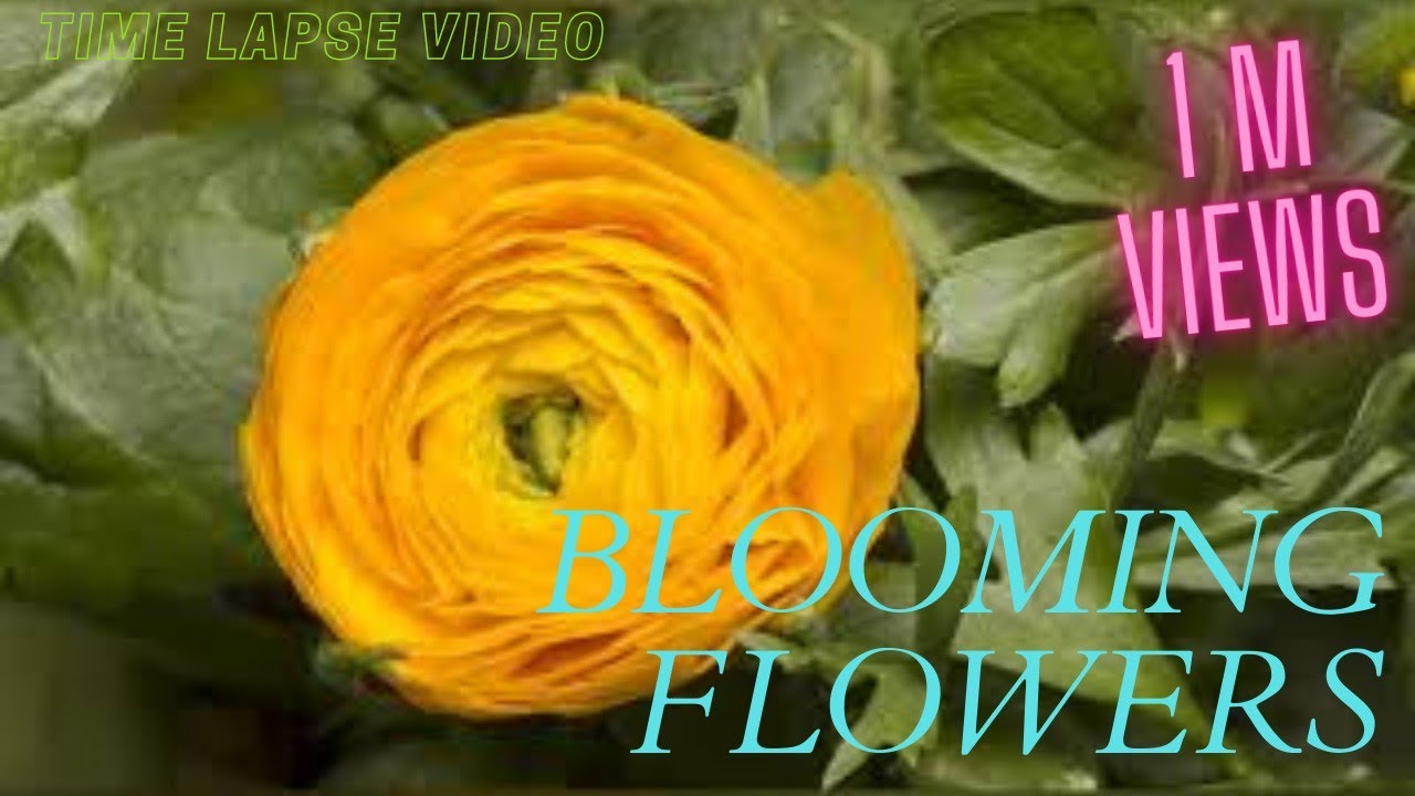 BLOOMING FLOWERS TIME LAPSE VIDEOS COMPILATION | Satisfying videos ...