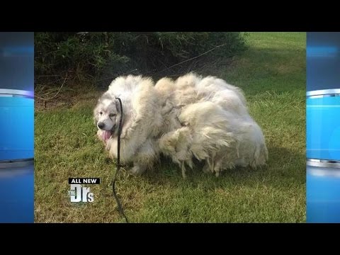 Video: Jaarlijkse surfhond Surf-A-Thon viert de helden van Amerika