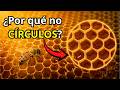 ¿Por qué las abejas hacen hexágonos y no círculos en los panales? No es lo que crees… es física