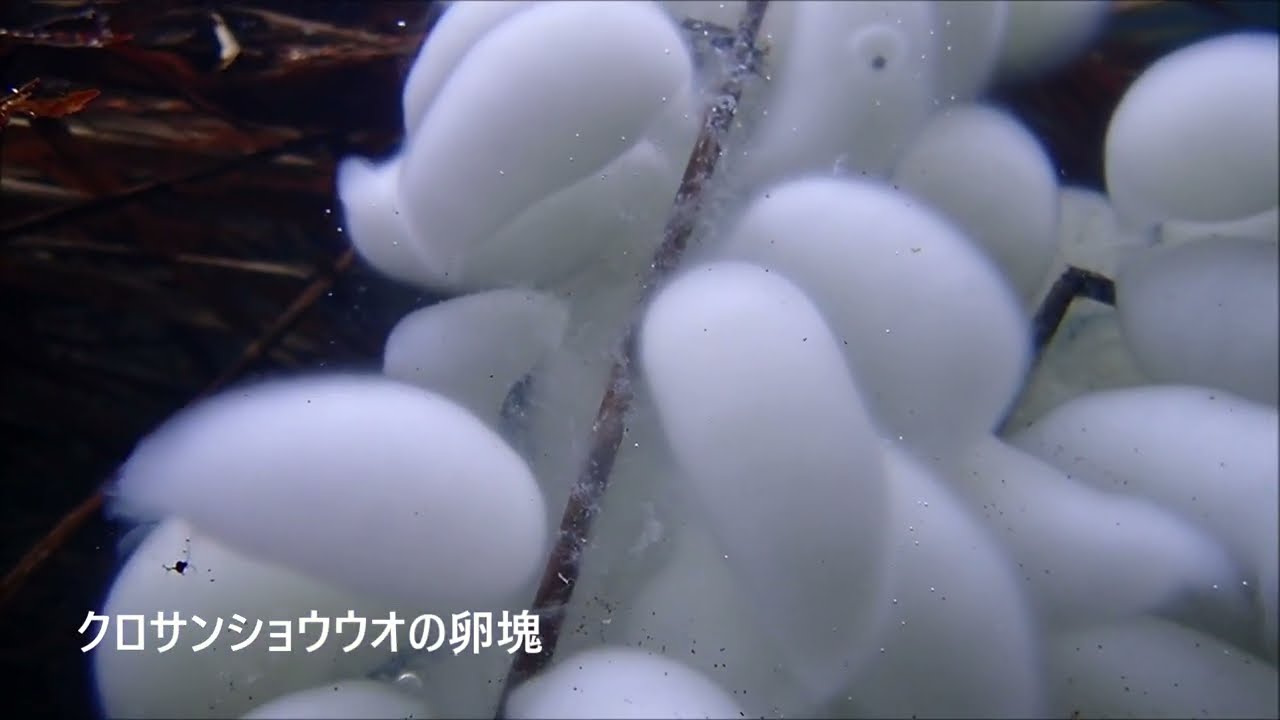 ため池に集まるクロサンショウウオ【卵塊・メスを待つオス・ケンカ 