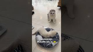 Meimei Kaget karena Musang salju tidur seharian #shorts #kucing