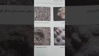 المستحاثات
