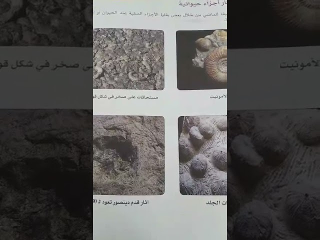 المستحاثات