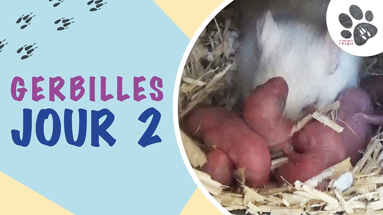 Naissance De Bebes Gerbilles Une Maman Au Top Pinky Jour 1 Youtube