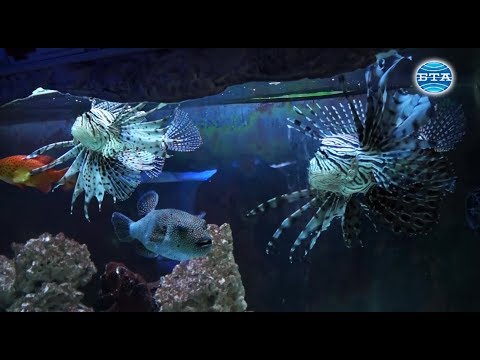 Видео: Отровни тропически риби, внезапно уловени в Черно море - Алтернативен изглед