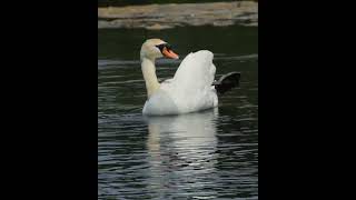 dad swan cleaning inside his wing canon r7 4k
