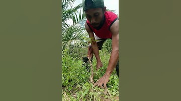 Harvesting cassava part 675 #shorts #farming #cassava #nature  #cassavaroots #cassavafarming