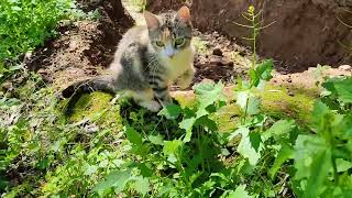 meow meow love exploring by FluffyCat  42 views 2 weeks ago 25 seconds