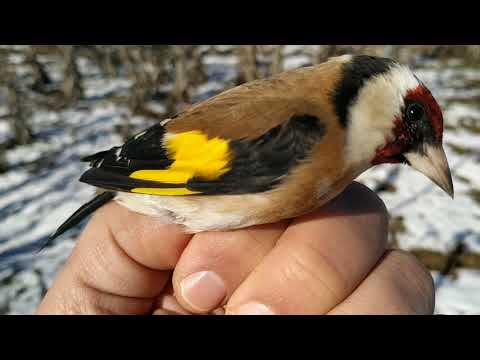 Ловля певчих птиц,Щегла