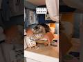 自慢の寝室 #サイベリアン #cat #猫 #ヤマネコ #猫部屋 #DIY