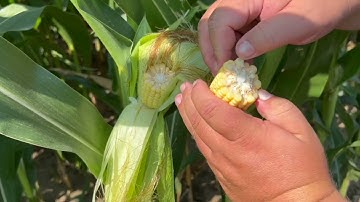 Farming Forward: Critical thinking drives profitable nitrogen rates