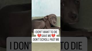 I DON’T WANT TO DIE 💔SAVE ME 💔 DON'T SCROLL PAST ME #usa #uk #reels #canada