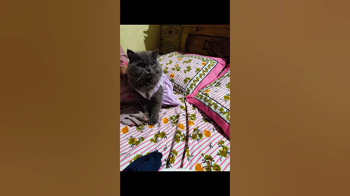 Video 11480501: russian blue persian cat