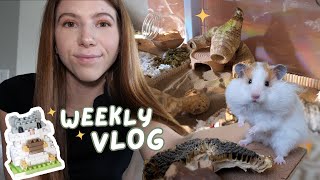 A Chaotic Week | Pet Vlog 🐾 by Victoria Raechel 23,631 views 1 month ago 14 minutes, 26 seconds