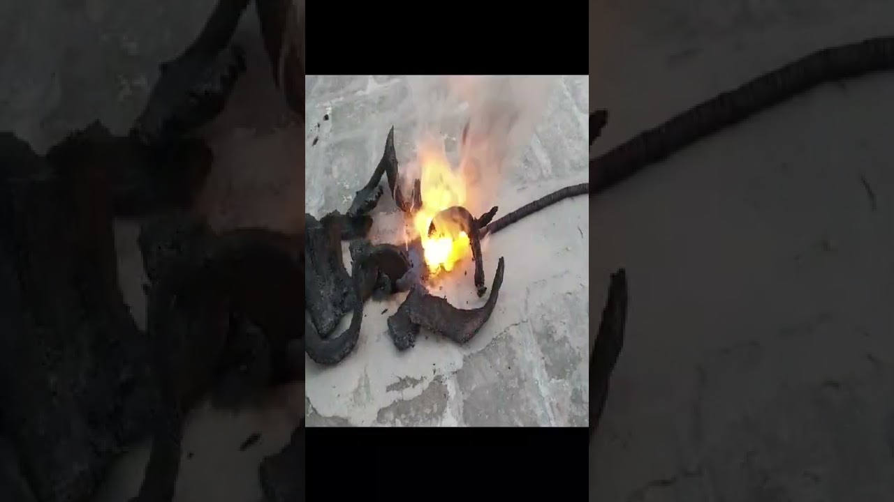 1000 Snake Bombs In a Row Snake Cracker Diwali 2022