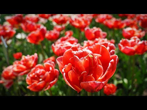 Тысячи тюльпанов: в Никитском ботсаду открылась выставка цветов