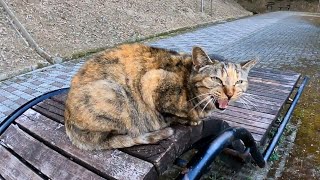 遊歩道を歩いていると野良猫に呼び止められたので隣に座ってナデナデしてきた