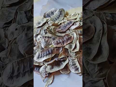 فوائد السنامكي واي الأنواع أفضل كيفية طريقة أستخدمها لايك اشتراك اكلات