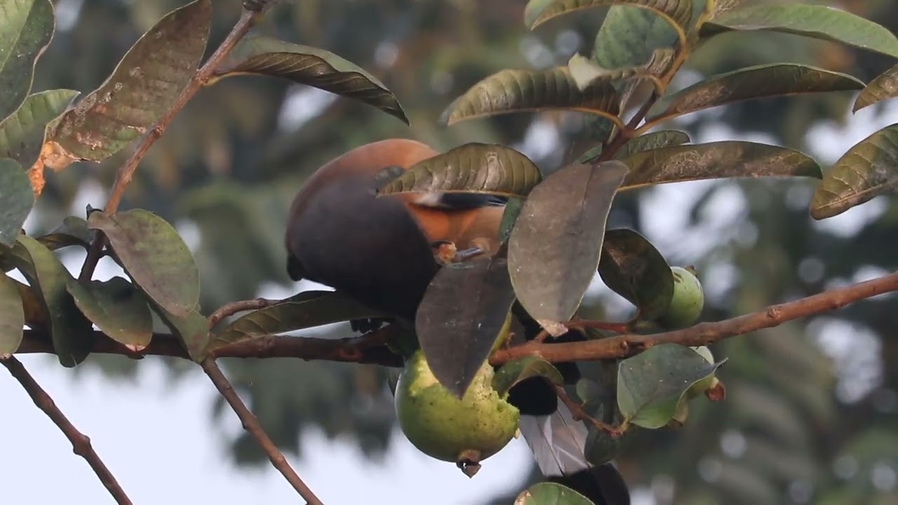 Birds Eating Guava 🦜| Bird Video 🐥 |