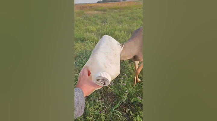 Person Helps Deer to Free Herself After Getting Her Head Stuck in Jug - 1526197