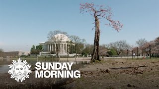 Stumpy, the Washington, D.C. Tidal Basin's "celebri-tree"