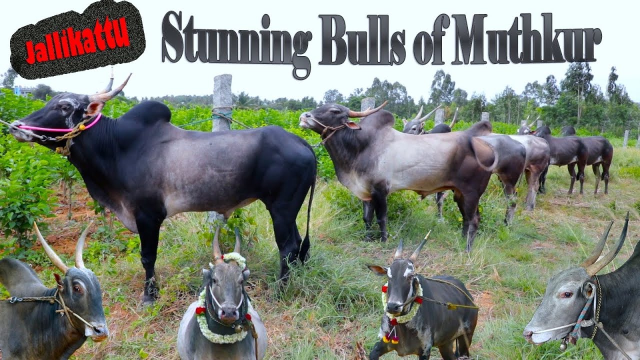 Stunning Muthkur Jallikattu Bulls Unleashed | Fierce Runs, Decorations & Raw Emotions!